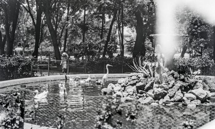 Fuente con patos del Parque Hidalgo