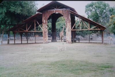 Jirafas en su hábitat de inmersión