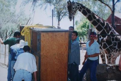 Trasportación de un ejemplar al zoológico 