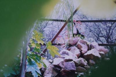 Ave del Zoológico de León 