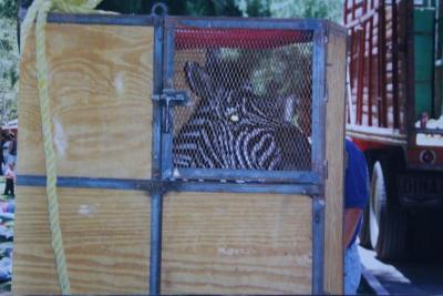 Cebra llegando al zoológico de León 