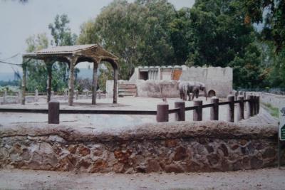Elefantes del Zoológico de León
