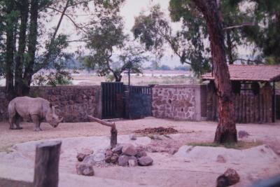 Rinoceronte del Zoológico de León 