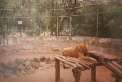 Leona del zoológico  