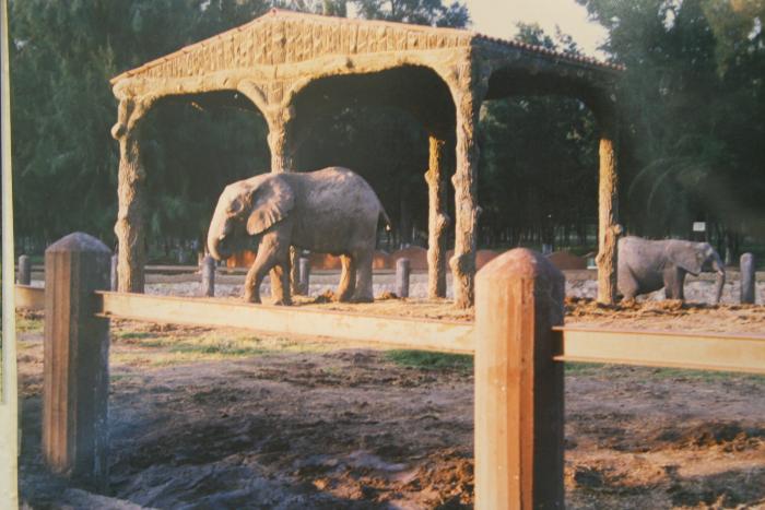 Elefantes del zoológico 