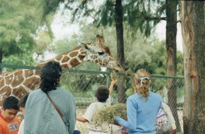 Jirafa del Zoológico de León 