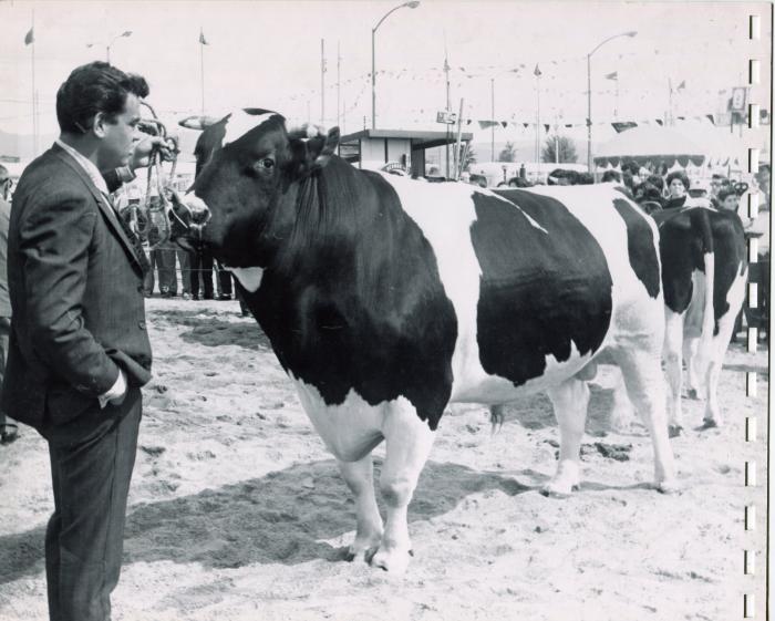 Calificación de ganado bovino