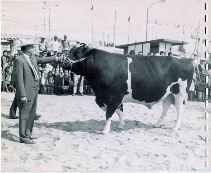 Subasta de ganado bovino