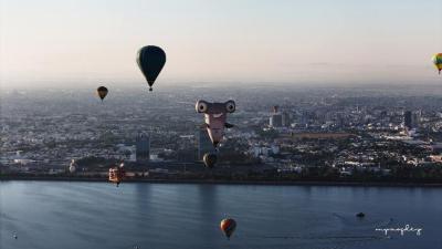 Globo del tiburón Martelo proveniente de Brasil
